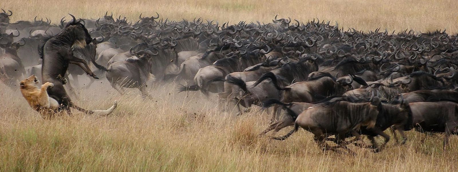 Expert Advice on How to See the Great Wildebeest Migration