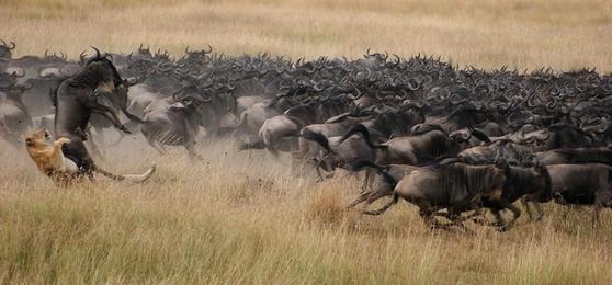 How to See the Great Wildebeest Migration: An Expert Safari Guide