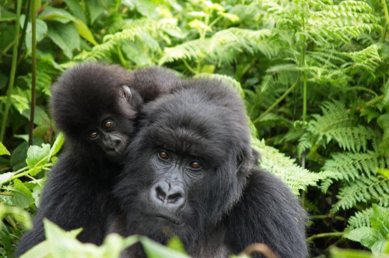 Veja os gorilas da montanha nas Montanhas Virunga em Ruanda, Crédito da imagem: Singita