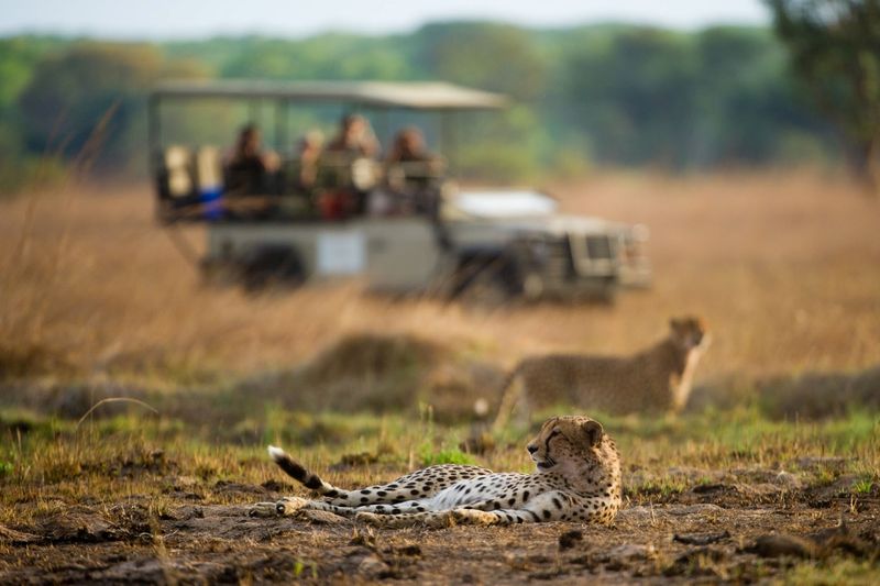 Avistamiento de guepardos durante un safari en 4x4