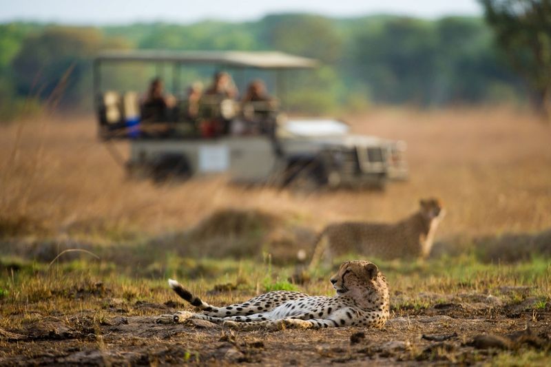 Avistamiento de guepardos durante un safari en 4x4