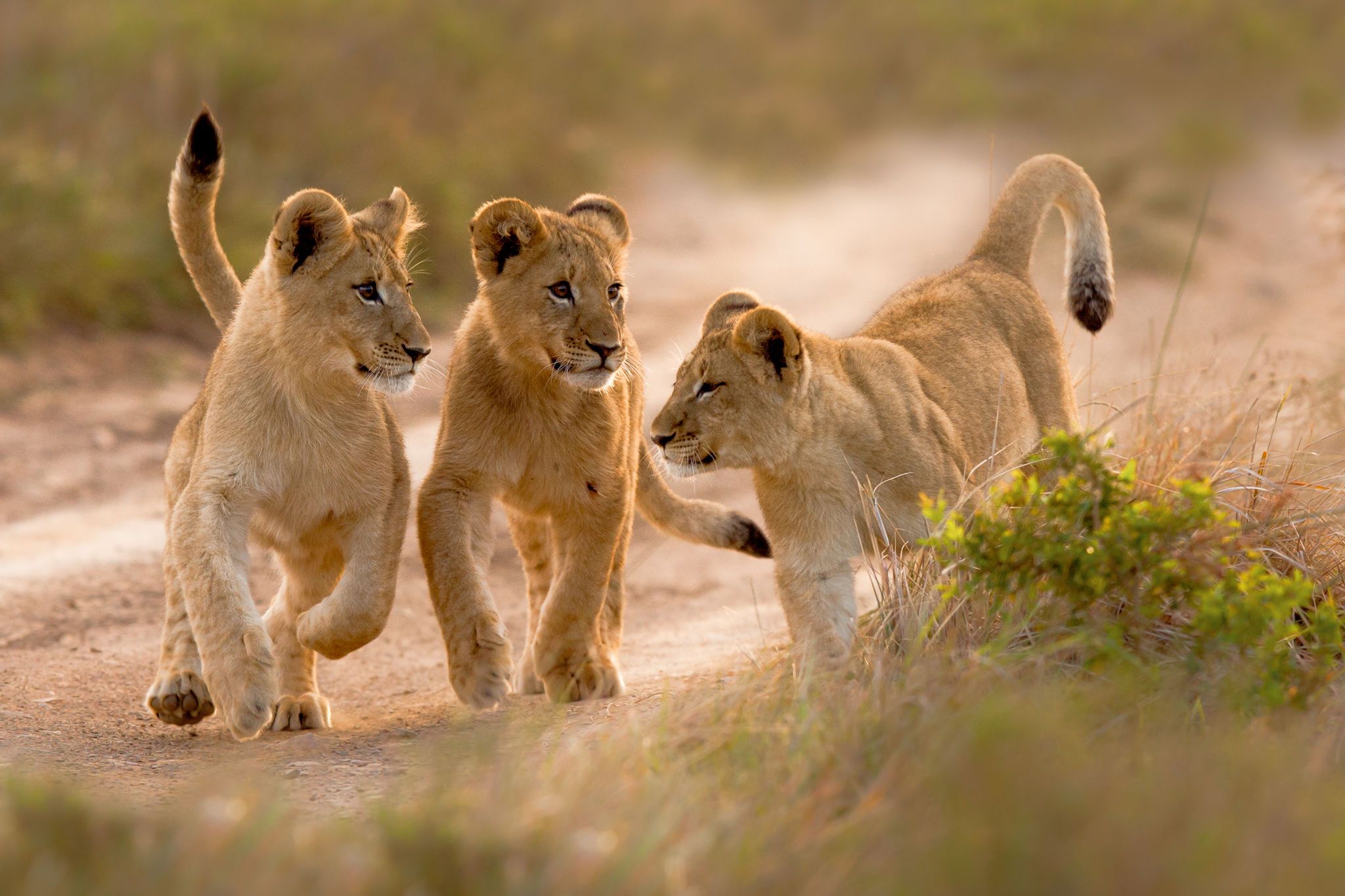 Del león al elefante: 7 curiosidades sobre crías de animales