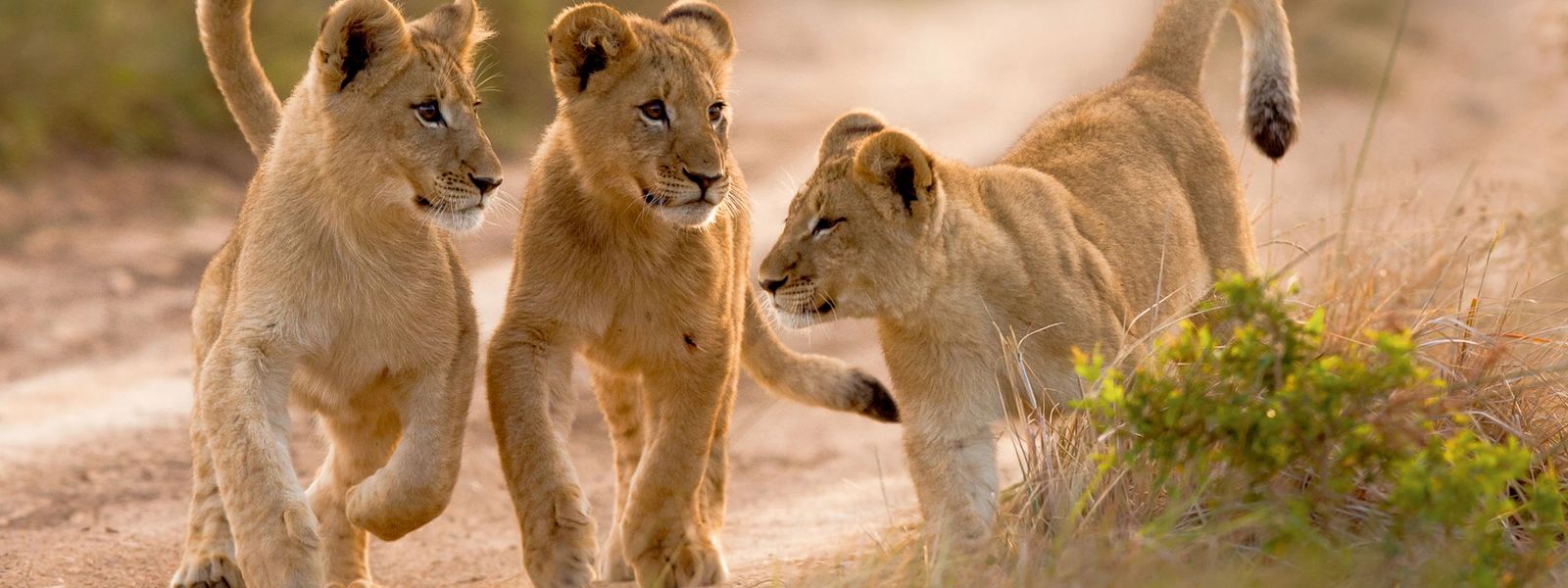 Del león al elefante: 7 curiosidades sobre crías de animales
