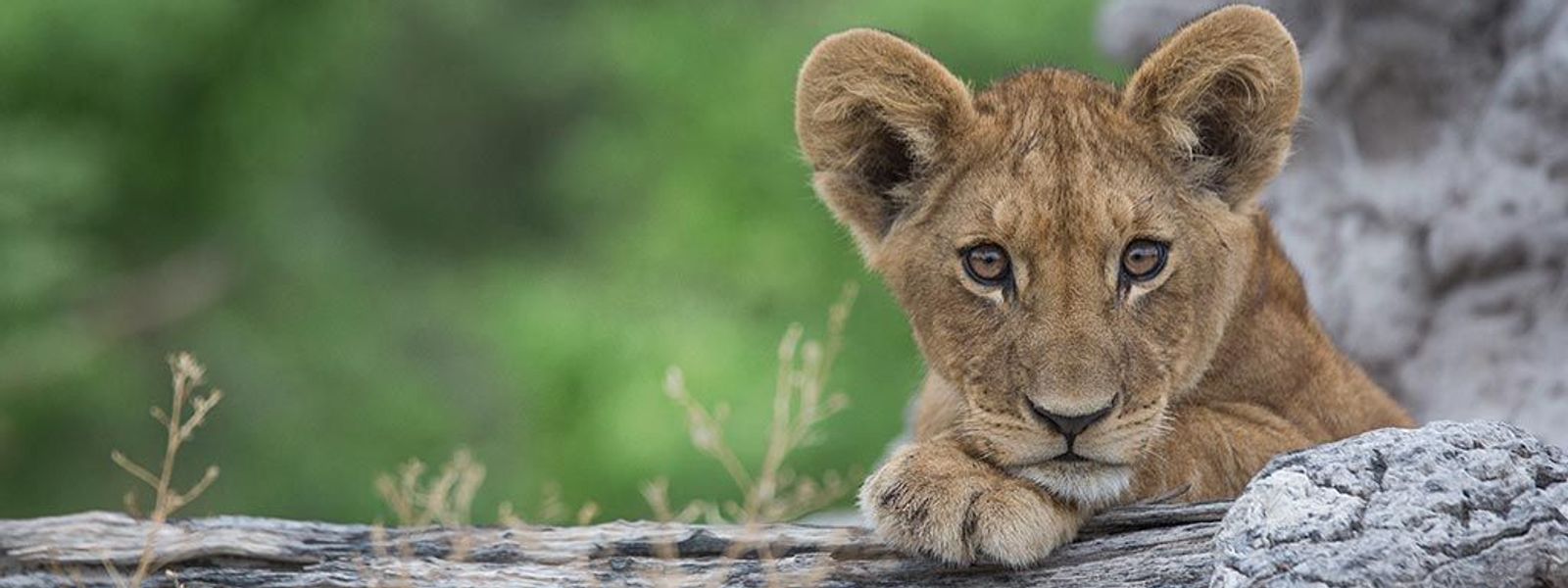 Voyage en Afrique | Bucket List 2020