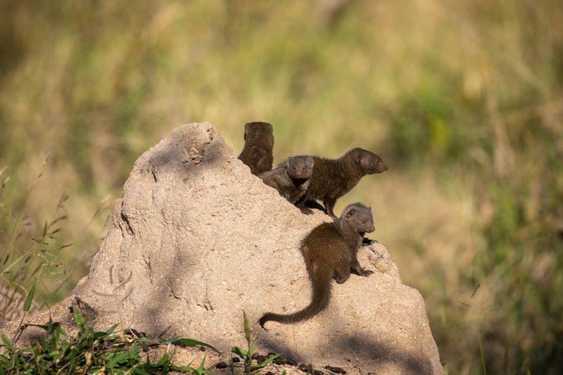 Mongeese on termite mound at Silvan