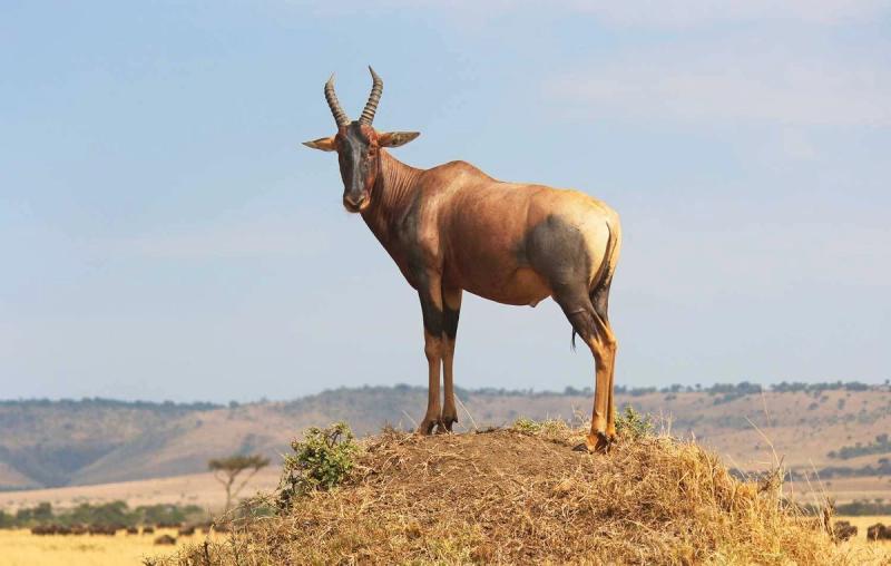 The Masai Mara