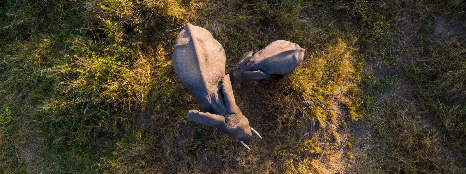 Experiencing the Big 5 from Land, Water and Sky