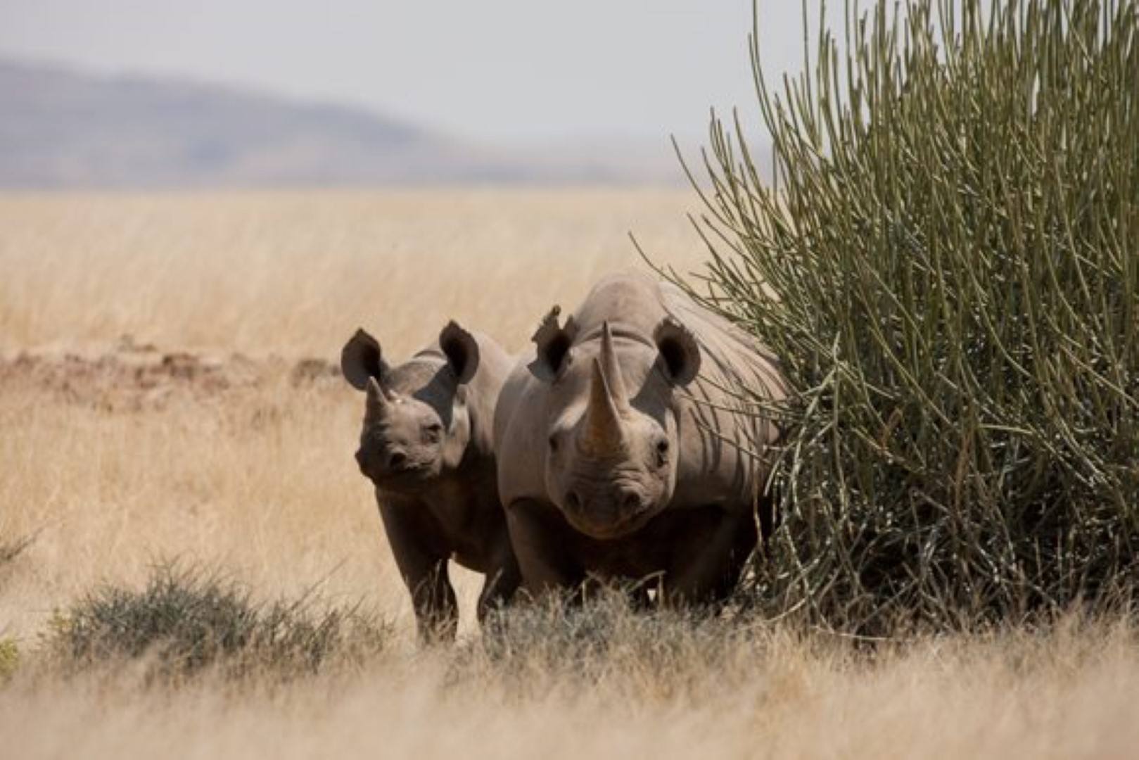 Save the Rhino Trust : sauver les rhinocéros noirs de Namibie