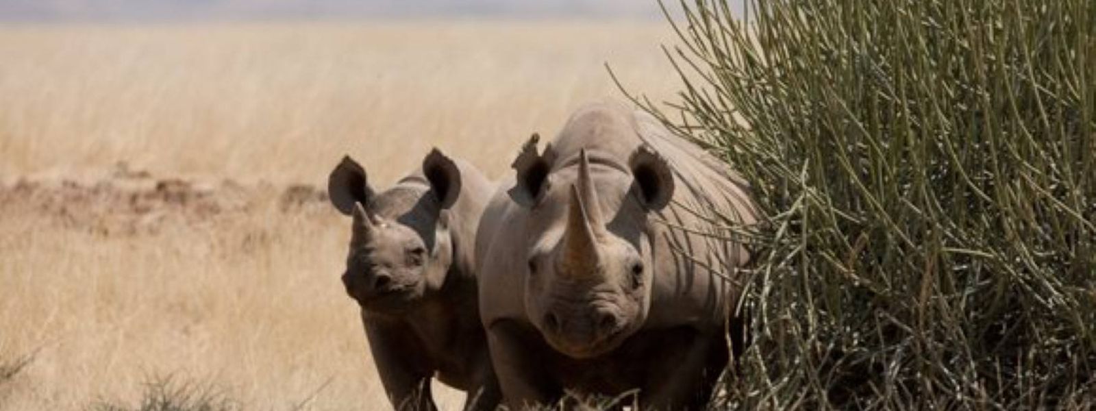 Save the Rhino Trust : sauver les rhinocéros noirs de Namibie