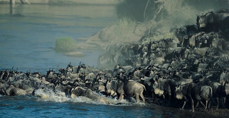 Gnuherde überquert einen Fluss