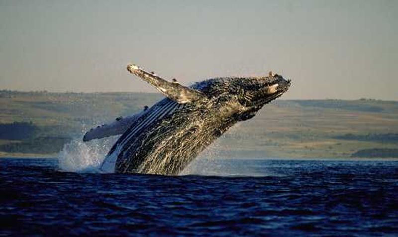 Spot whales along the Garden Route