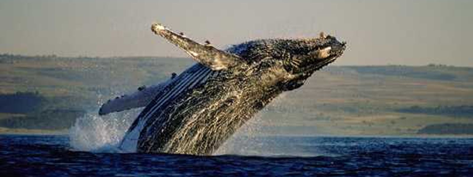 It's Whale Season!