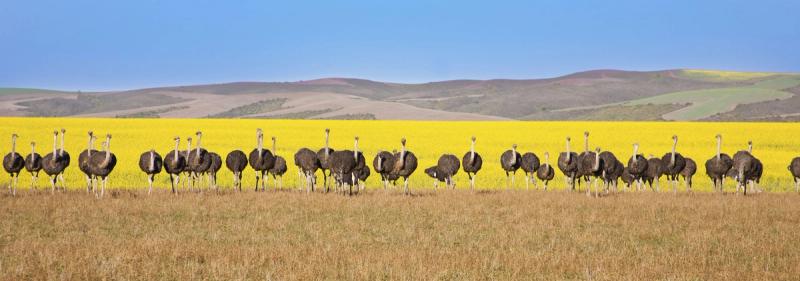 Que faire en Afrique du Sud : nos 7 incontournables en photos