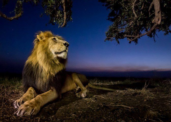 Auf Nacht-Safari im afrikanischen Busch