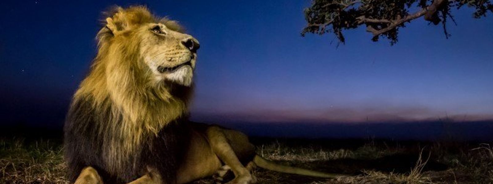 Auf Nacht-Safari im afrikanischen Busch