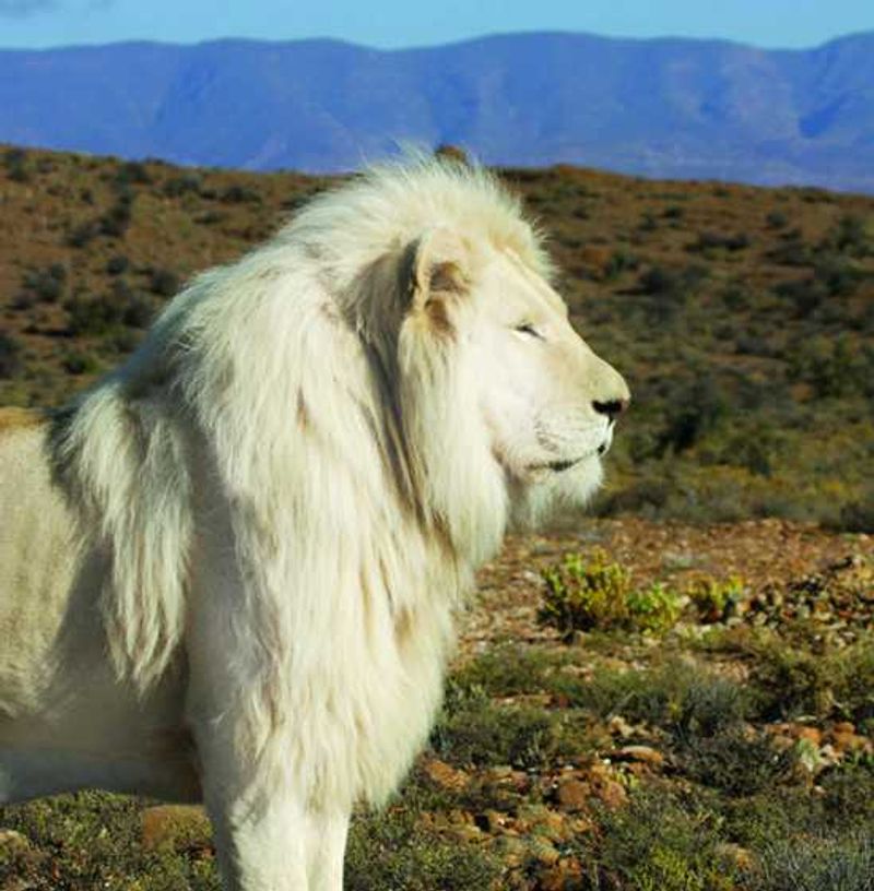 Sanbona White Lion