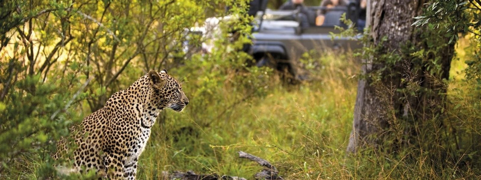 Inside the Kruger: A Conversation with a Safari Expert