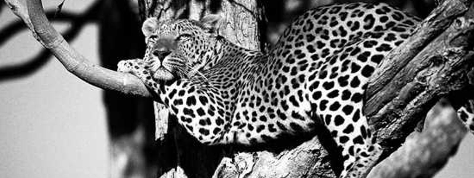 A Big Three Adventure - Cape Town, Kruger & Vic Falls
