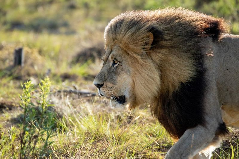  large male lion walking from right to left at gondwana game reserve