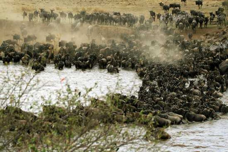 1.5 million wildebeest risk their lives following only instinct during The Great Migration