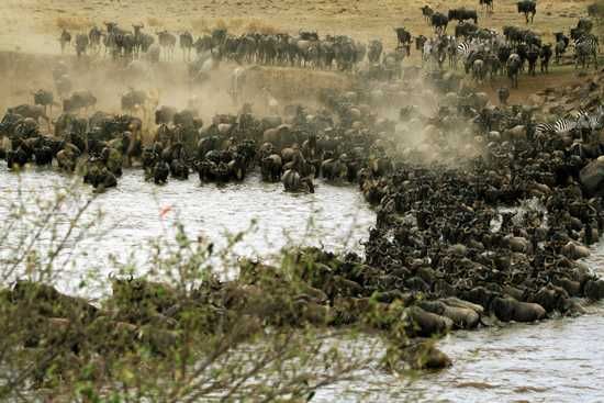 1.5 million wildebeest risk their lives following only instinct during The Great Migration