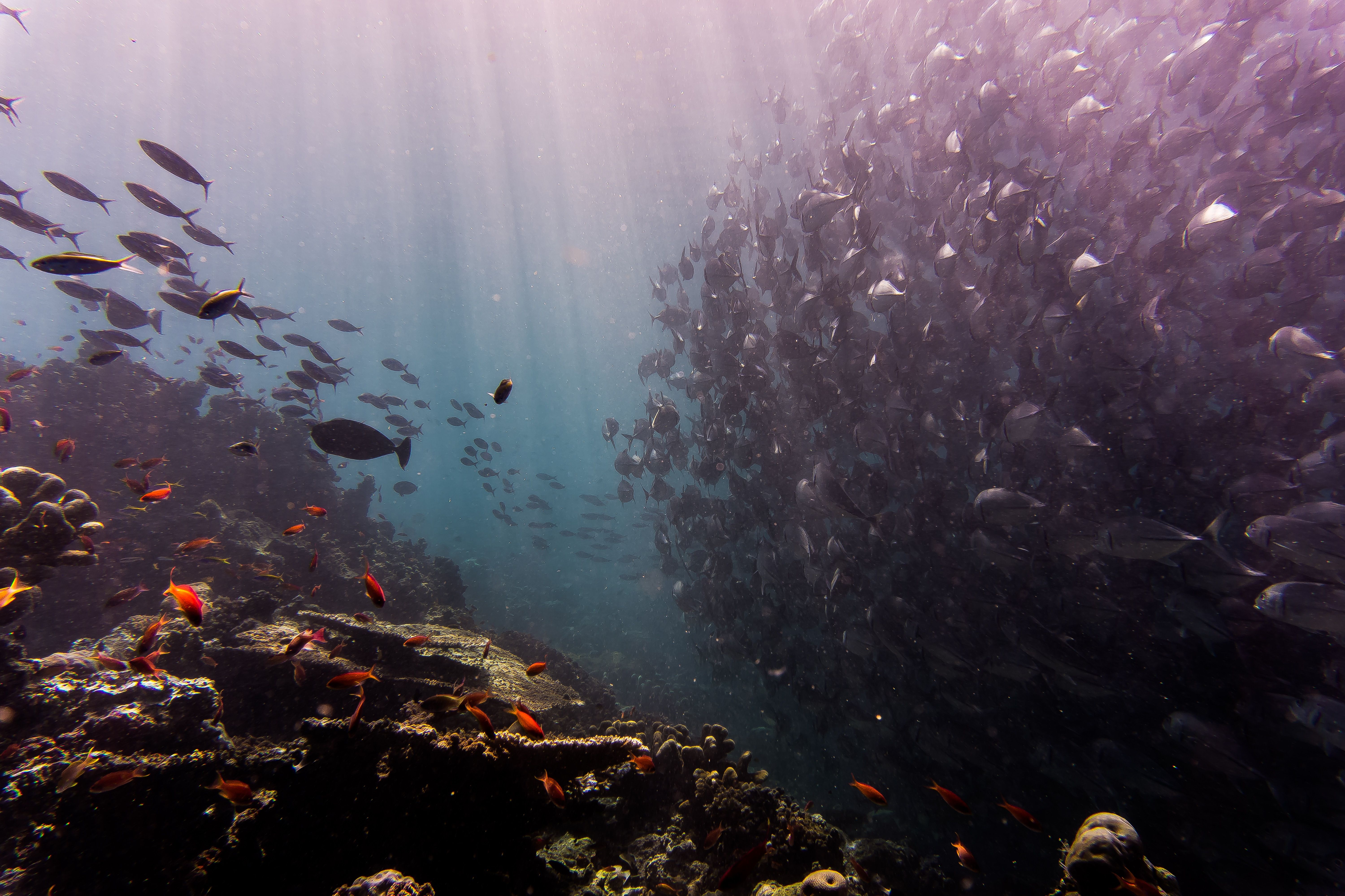 Africa Underwater: Our Top 5 Reefs in South Africa