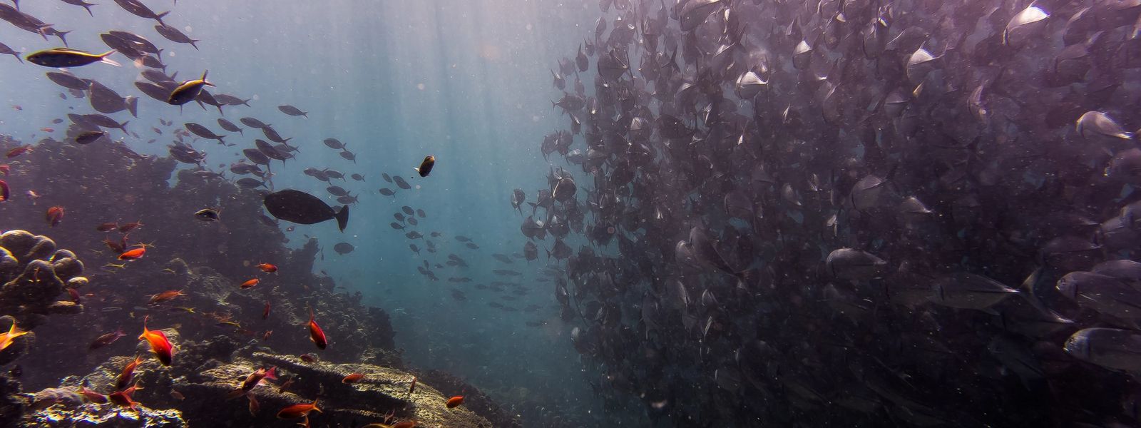 Africa Underwater: Our Top 5 Reefs in South Africa
