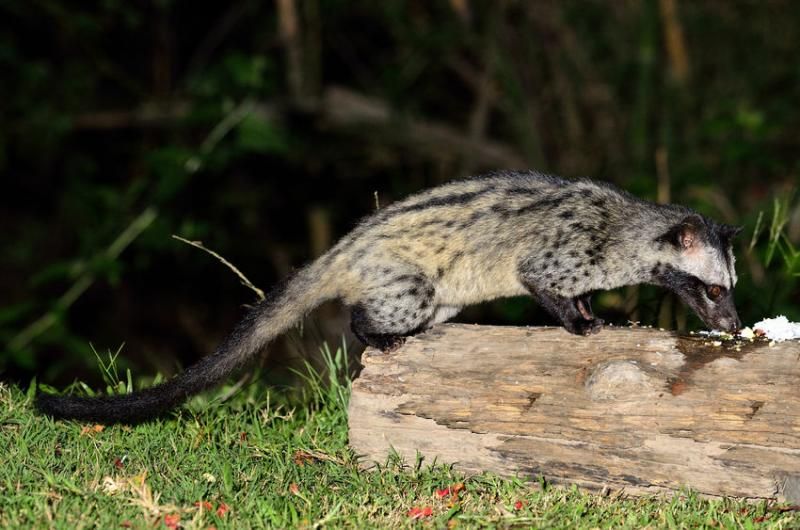 The Asian palm civet