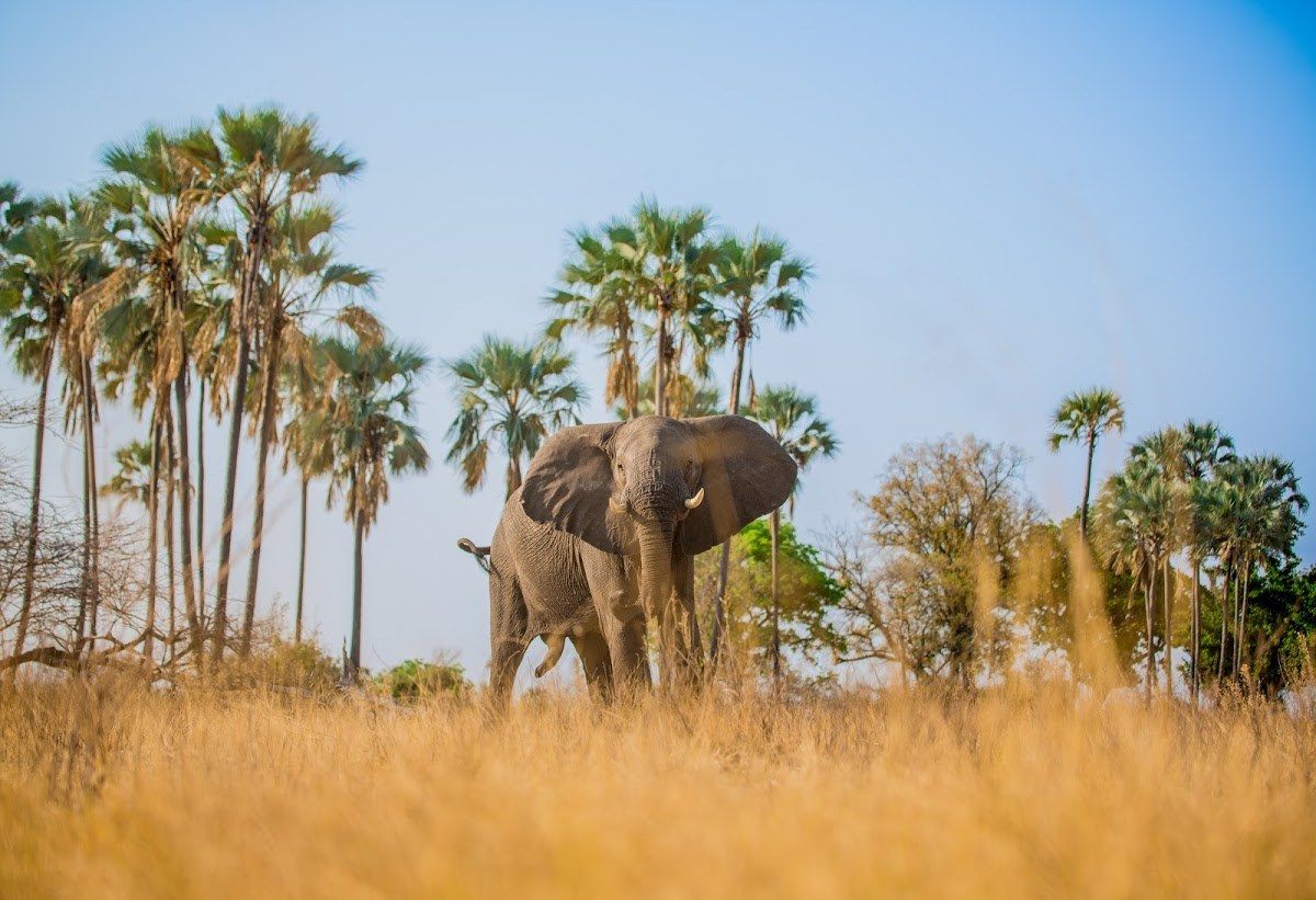 23 Crazy Animal Facts You'll Find Hard To Believe
