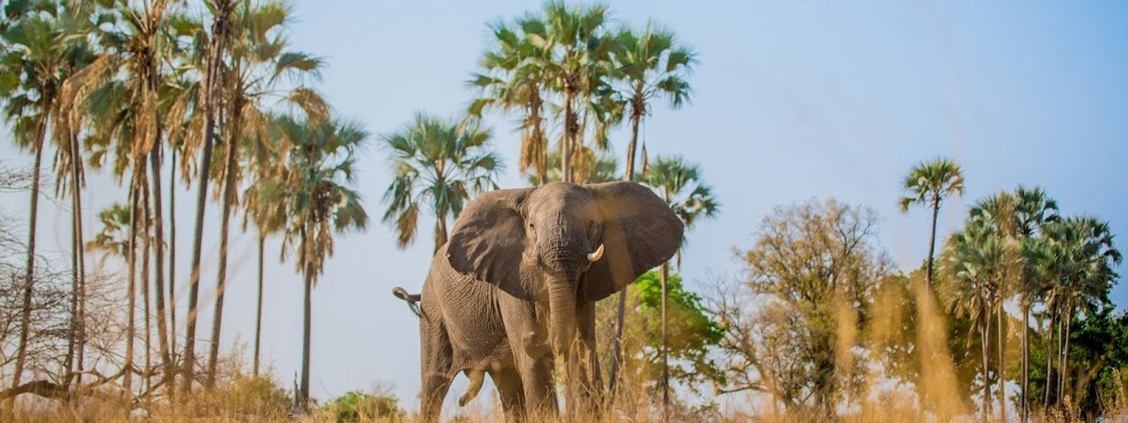 23 Crazy Animal Facts You'll Find Hard To Believe