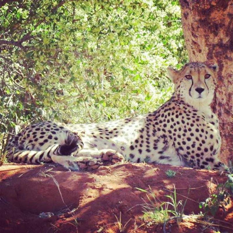 Africat Foundation