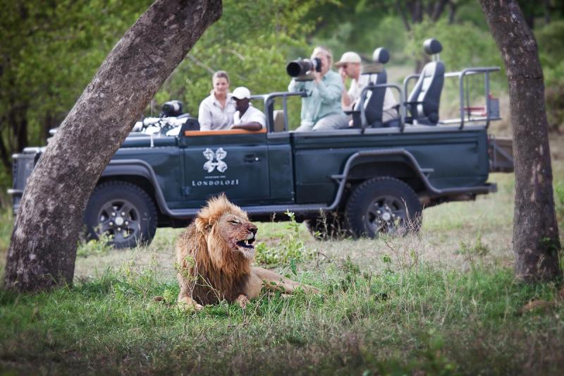 Lion growling at Londolozii