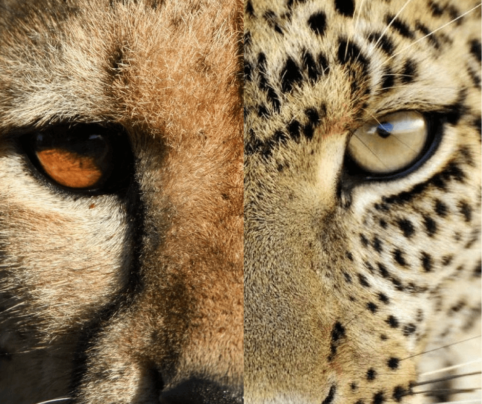 Guépard VS Léopard : Quelles différences ?