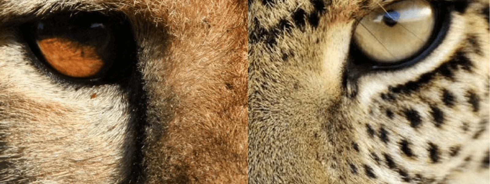 Guépard VS Léopard : Quelles différences ?