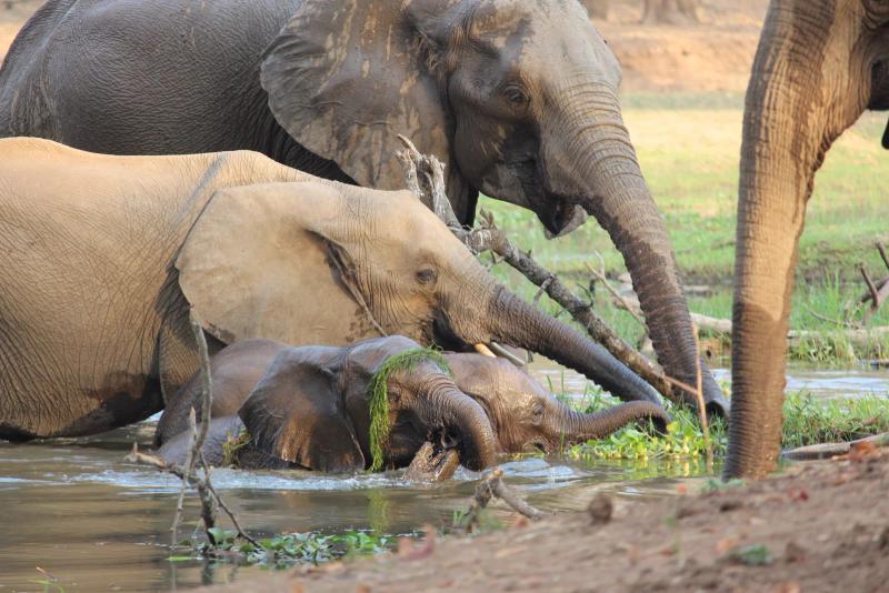 Elephant submerged and crossing the river with trunk up