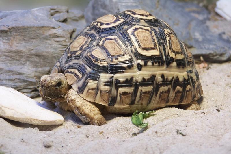 leopoard tortoise one of the Little Five of Africa