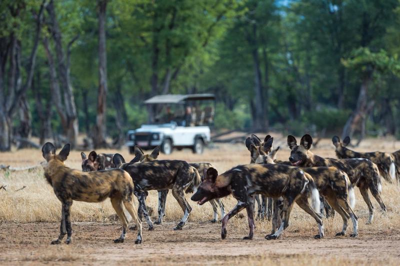 A large pack of African animals – endangered wild dogs – move through a dry forest clearing as a safari vehicle watches from a distance