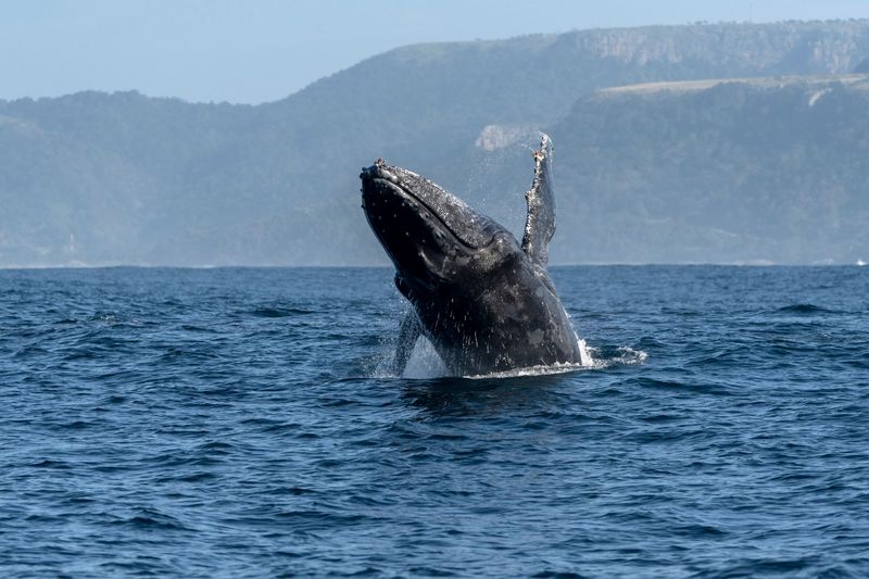 La saison des baleines est l’un des moments les plus prisés pour découvrir l’Afrique du Sud