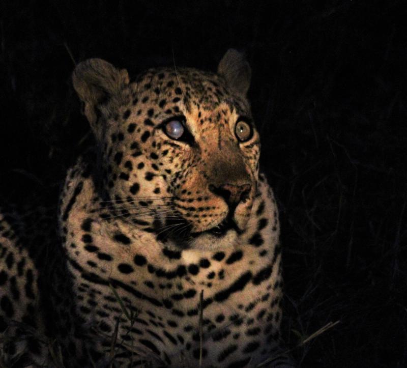 Hukumuri male leopard at Silvan Safari