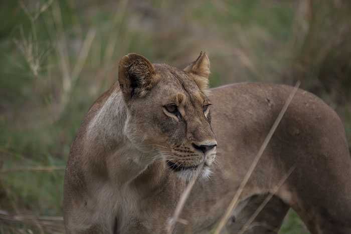 The lions of Zarafa