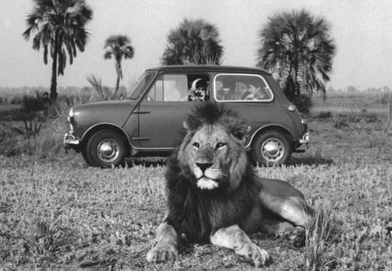 Kruger & Gorongosa National Park - Back in the Day