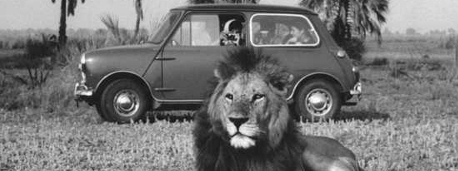Kruger & Gorongosa National Park - Back in the Day