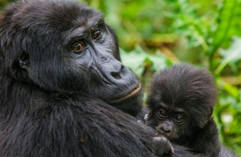 Weiblicher Gorilla mit Baby auf dem Arm im grünen Regenwald