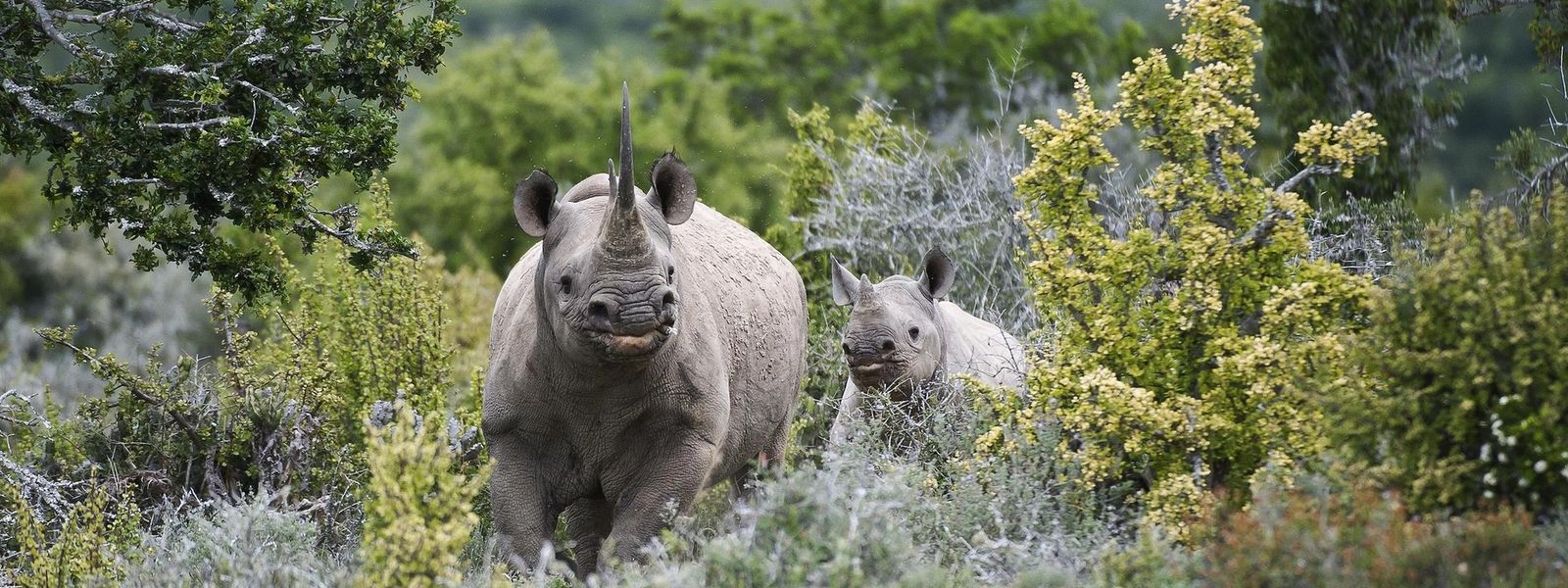 How Kwandwe is Using Technology to Fight Rhino Poaching