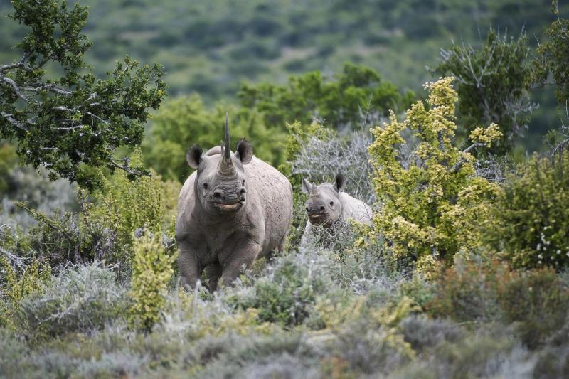 Rhino in Kwandwe Private Game Reserve