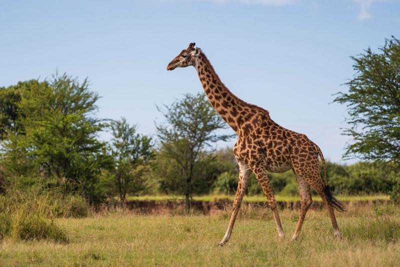 Maasai Mara: Al igual que una huella dactilar, no hay dos patrones de jirafas iguales