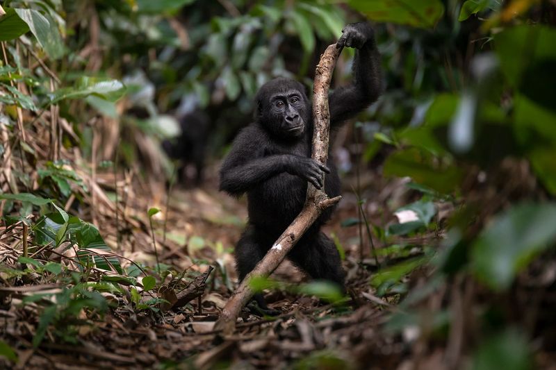 Observer les jeunes gorilles dans leur habitat naturel est un régal sans pareil
