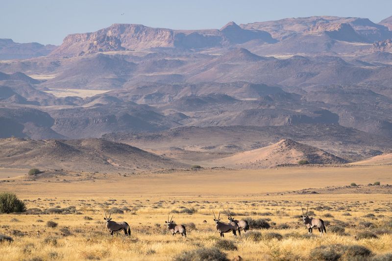 Antelope stand in the grasslands with mountains in the background in Damaraland Namibia