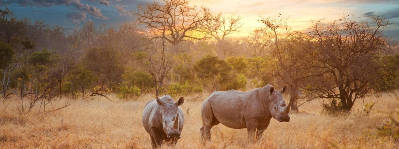 ¿Por qué el invierno en África es el mejor momento para ir de safari?