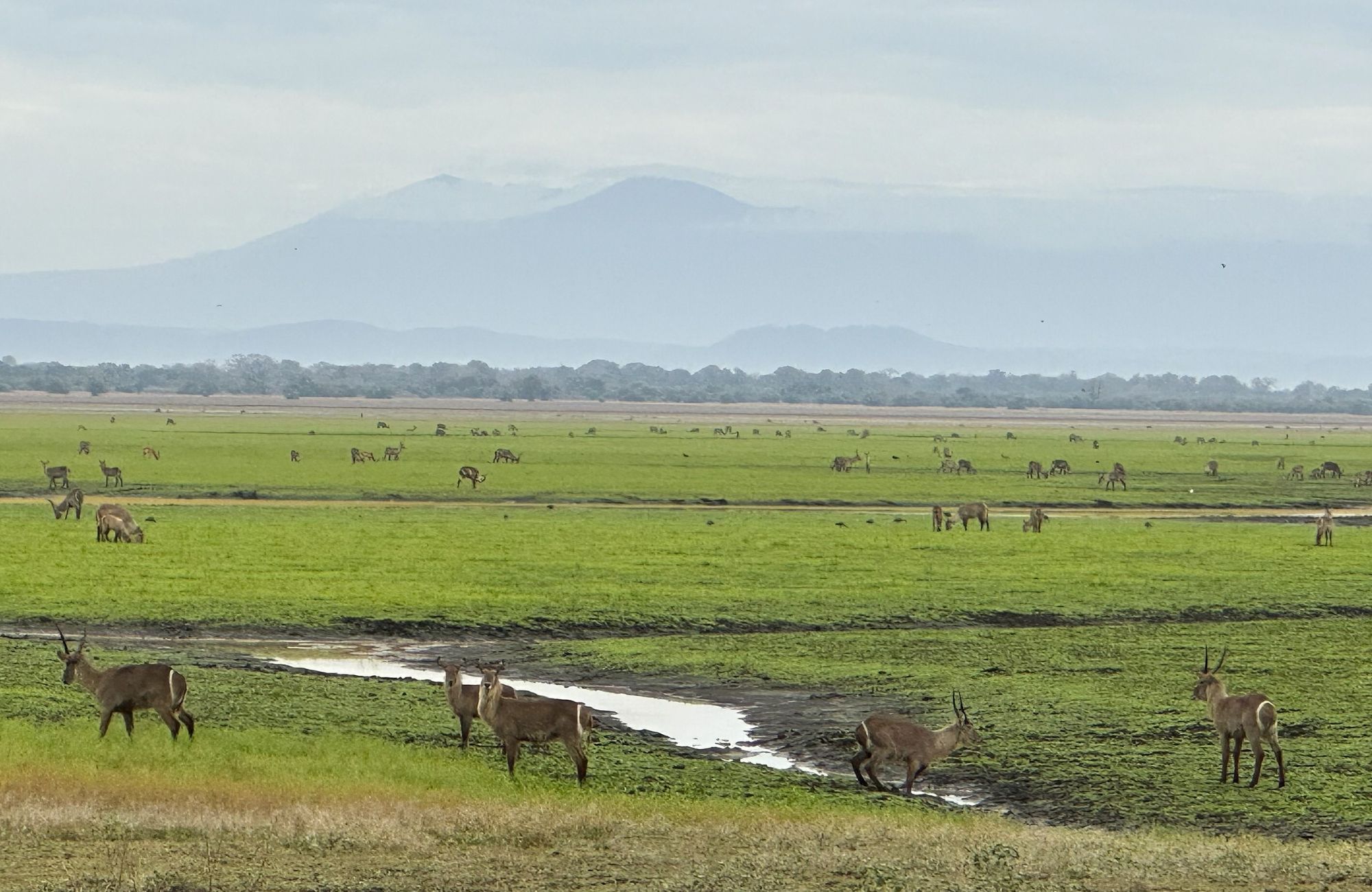 A Day in the Life of a Gorongosa Safari